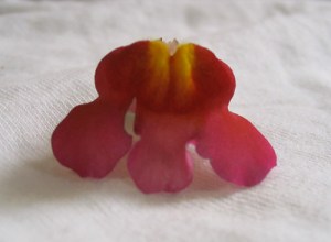 Flor del perrito seccionada