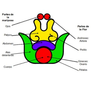 Relación gráfica entre el diseño prehispánico de la flor y la mariposa Relación gráfica entre el diseño prehispánico de la flor y la mariposa