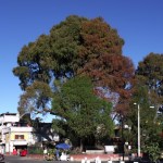 Ahuehuete recien podado. Herido por la mano de las autoridades delegacionales.