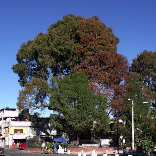 Ahuehuete recien podado. Herido por la mano de las autoridades delegacionales.