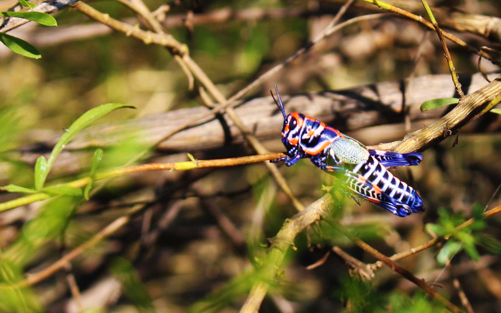chapulin-aroiros-saltamonte-multicolor-mexico-viridiana-miron-4