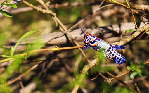chapulin-aroiros-saltamonte-multicolor-mexico-viridiana-miron-4