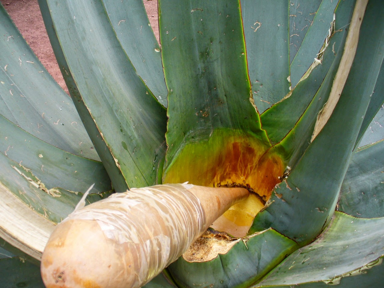 MAGUEY 4