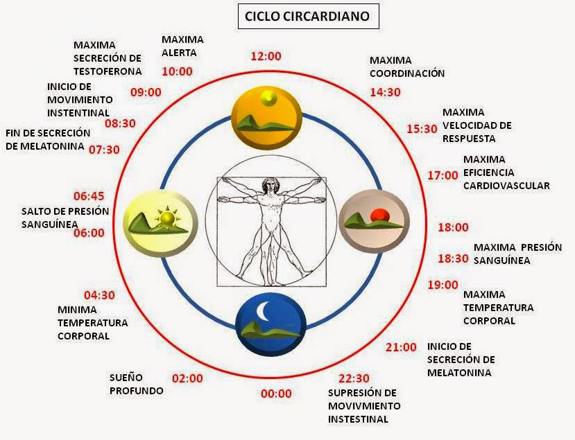 ciclo-circadiano